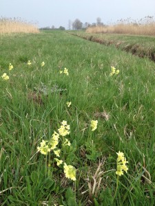 Hohe Schlüsselblume und Scharbockskraut